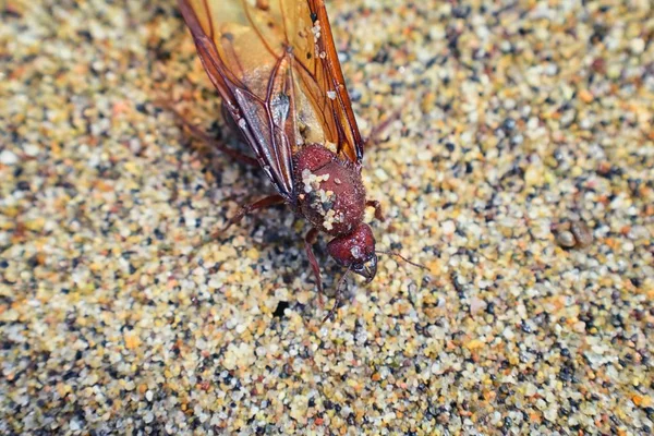 Kanatlı erkek dron Leafcutter karıncalar, makro görünümü, Kraliçe Puerto Vallarta Meksika ile uçuş çiftleşme sonra kumsalda ölen kapatın. Bilimsel adı Atta mexicana, yaprak-kesici karınca, alt cins Atta Myrmicinae New World karınca türü