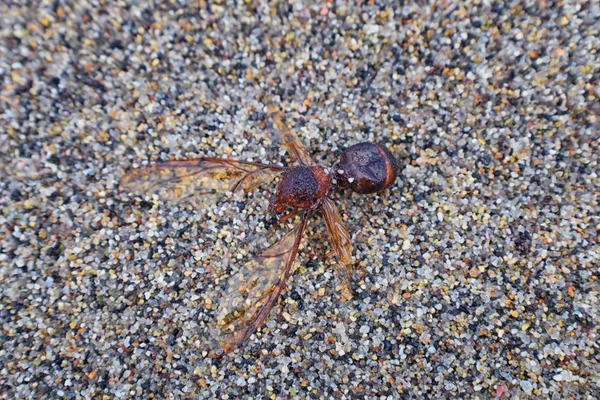 Kanatlı erkek dron Leafcutter karıncalar, makro görünümü, Kraliçe Puerto Vallarta Meksika ile uçuş çiftleşme sonra kumsalda ölen kapatın. Bilimsel adı Atta mexicana, yaprak-kesici karınca, alt cins Atta Myrmicinae New World karınca türü