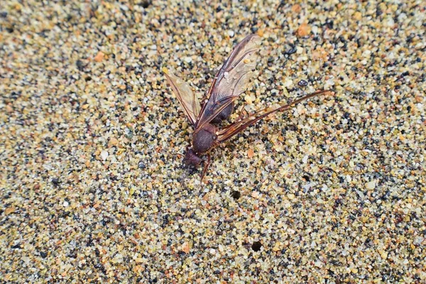 Kanatlı erkek dron Leafcutter karıncalar, makro görünümü, Kraliçe Puerto Vallarta Meksika ile uçuş çiftleşme sonra kumsalda ölen kapatın. Bilimsel adı Atta mexicana, yaprak-kesici karınca, alt cins Atta Myrmicinae New World karınca türü
