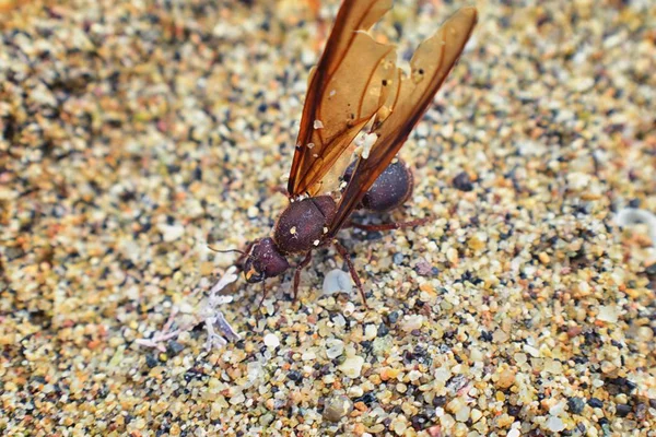 Kanatlı erkek dron Leafcutter karıncalar, makro görünümü, Kraliçe Puerto Vallarta Meksika ile uçuş çiftleşme sonra kumsalda ölen kapatın. Bilimsel adı Atta mexicana, yaprak-kesici karınca, alt cins Atta Myrmicinae New World karınca türü