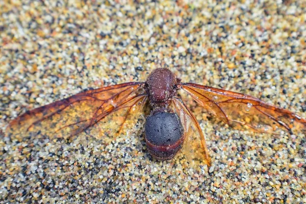 Kanatlı erkek dron Leafcutter karıncalar, makro görünümü, Kraliçe Puerto Vallarta Meksika ile uçuş çiftleşme sonra kumsalda ölen kapatın. Bilimsel adı Atta mexicana, yaprak-kesici karınca, alt cins Atta Myrmicinae New World karınca türü
