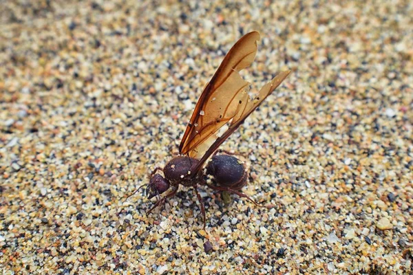 Kanatlı erkek dron Leafcutter karıncalar, makro görünümü, Kraliçe Puerto Vallarta Meksika ile uçuş çiftleşme sonra kumsalda ölen kapatın. Bilimsel adı Atta mexicana, yaprak-kesici karınca, alt cins Atta Myrmicinae New World karınca türü