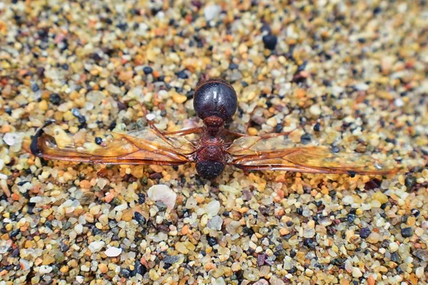 Kanatlı erkek dron Leafcutter karıncalar, makro görünümü, Kraliçe Puerto Vallarta Meksika ile uçuş çiftleşme sonra kumsalda ölen kapatın. Bilimsel adı Atta mexicana, yaprak-kesici karınca, alt cins Atta Myrmicinae New World karınca türü