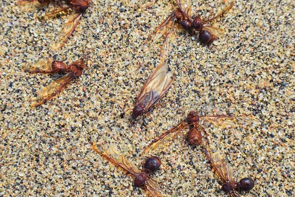 Kanatlı erkek dron Leafcutter karıncalar, makro görünümü, Kraliçe Puerto Vallarta Meksika ile uçuş çiftleşme sonra kumsalda ölen kapatın. Bilimsel adı Atta mexicana, yaprak-kesici karınca, alt cins Atta Myrmicinae New World karınca türü