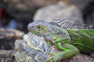 Vahşi Iguana Marina Vallarta Puerto Vallarta Meksika buzlu gece karanlığında dinleniyor. Ctenosaura pectinata, dikenli kuyruklu Meksika bilinen iguana ya da Meksika spinytail Iguana's orta büyüklükteki kertenkele Batı Meksika'ya endemik