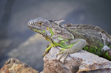 Vahşi Iguana Marina Vallarta Puerto Vallarta Meksika buzlu gece karanlığında dinleniyor. Ctenosaura pectinata, dikenli kuyruklu Meksika bilinen iguana ya da Meksika spinytail Iguana's orta büyüklükteki kertenkele Batı Meksika'ya endemik