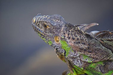 Vahşi Iguana Marina Vallarta Puerto Vallarta Meksika buzlu gece karanlığında dinleniyor. Ctenosaura pectinata, dikenli kuyruklu Meksika bilinen iguana ya da Meksika spinytail Iguana's orta büyüklükteki kertenkele Batı Meksika'ya endemik