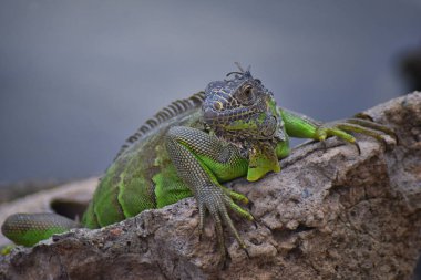 Vahşi Iguana Marina Vallarta Puerto Vallarta Meksika buzlu gece karanlığında dinleniyor. Ctenosaura pectinata, dikenli kuyruklu Meksika bilinen iguana ya da Meksika spinytail Iguana's orta büyüklükteki kertenkele Batı Meksika'ya endemik