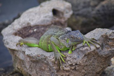 Vahşi Iguana Marina Vallarta Puerto Vallarta Meksika buzlu gece karanlığında dinleniyor. Ctenosaura pectinata, dikenli kuyruklu Meksika bilinen iguana ya da Meksika spinytail Iguana's orta büyüklükteki kertenkele Batı Meksika'ya endemik