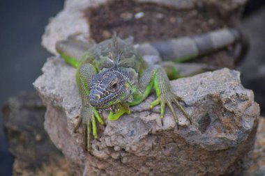 Vahşi Iguana Marina Vallarta Puerto Vallarta Meksika buzlu gece karanlığında dinleniyor. Ctenosaura pectinata, dikenli kuyruklu Meksika bilinen iguana ya da Meksika spinytail Iguana's orta büyüklükteki kertenkele Batı Meksika'ya endemik