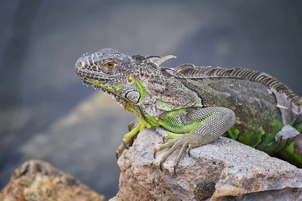 Vahşi Iguana Marina Vallarta Puerto Vallarta Meksika buzlu gece karanlığında dinleniyor. Ctenosaura pectinata, dikenli kuyruklu Meksika bilinen iguana ya da Meksika spinytail Iguana's orta büyüklükteki kertenkele Batı Meksika'ya endemik