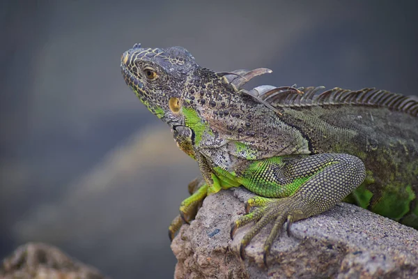 Vahşi Iguana Marina Vallarta Puerto Vallarta Meksika buzlu gece karanlığında dinleniyor. Ctenosaura pectinata, dikenli kuyruklu Meksika bilinen iguana ya da Meksika spinytail Iguana's orta büyüklükteki kertenkele Batı Meksika'ya endemik