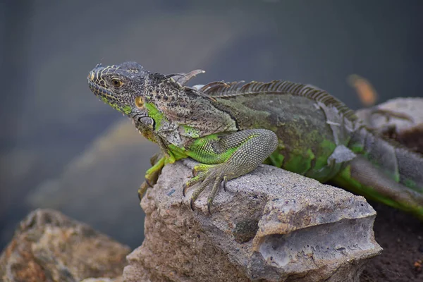 Vahşi Iguana Marina Vallarta Puerto Vallarta Meksika buzlu gece karanlığında dinleniyor. Ctenosaura pectinata, dikenli kuyruklu Meksika bilinen iguana ya da Meksika spinytail Iguana's orta büyüklükteki kertenkele Batı Meksika'ya endemik