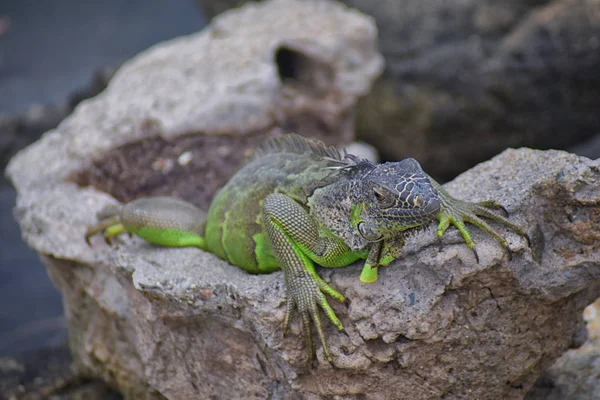 Vahşi Iguana Marina Vallarta Puerto Vallarta Meksika buzlu gece karanlığında dinleniyor. Ctenosaura pectinata, dikenli kuyruklu Meksika bilinen iguana ya da Meksika spinytail Iguana's orta büyüklükteki kertenkele Batı Meksika'ya endemik