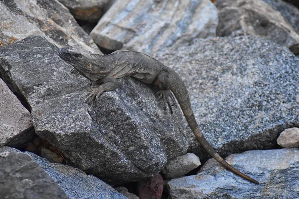 야생이 푸에르토 발라타 멕시코에서 마리나 바위에 황혼에서 Ctenosaura Pectinata 멕시코로 — 스톡 사진