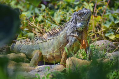 Vahşi Iguana beslenme bitki bir ot Bahçe Puerto Vallarta Meksika dışında bırakır. Ctenosaura pectinata, dikenli kuyruklu Meksika bilinen iguana ya da Meksika spinytail Iguana's orta büyüklükteki kertenkele Batı Meksika'ya endemik.