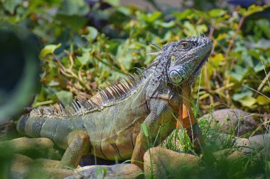 Vahşi Iguana beslenme bitki bir ot Bahçe Puerto Vallarta Meksika dışında bırakır. Ctenosaura pectinata, dikenli kuyruklu Meksika bilinen iguana ya da Meksika spinytail Iguana's orta büyüklükteki kertenkele Batı Meksika'ya endemik.