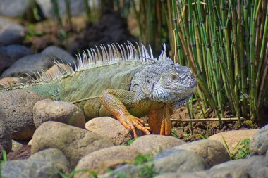 Vahşi Iguana beslenme bitki bir ot Bahçe Puerto Vallarta Meksika dışında bırakır. Ctenosaura pectinata, dikenli kuyruklu Meksika bilinen iguana ya da Meksika spinytail Iguana's orta büyüklükteki kertenkele Batı Meksika'ya endemik.