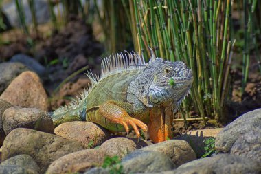 Vahşi Iguana beslenme bitki bir ot Bahçe Puerto Vallarta Meksika dışında bırakır. Ctenosaura pectinata, dikenli kuyruklu Meksika bilinen iguana ya da Meksika spinytail Iguana's orta büyüklükteki kertenkele Batı Meksika'ya endemik.