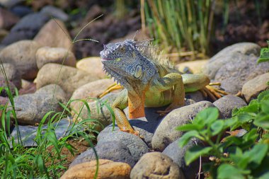 Vahşi Iguana beslenme bitki bir ot Bahçe Puerto Vallarta Meksika dışında bırakır. Ctenosaura pectinata, dikenli kuyruklu Meksika bilinen iguana ya da Meksika spinytail Iguana's orta büyüklükteki kertenkele Batı Meksika'ya endemik.