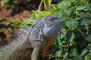 Vahşi Iguana beslenme bitki bir ot Bahçe Puerto Vallarta Meksika dışında bırakır. Ctenosaura pectinata, dikenli kuyruklu Meksika bilinen iguana ya da Meksika spinytail Iguana's orta büyüklükteki kertenkele Batı Meksika'ya endemik.