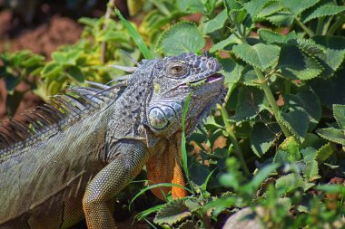 Vahşi Iguana beslenme bitki bir ot Bahçe Puerto Vallarta Meksika dışında bırakır. Ctenosaura pectinata, dikenli kuyruklu Meksika bilinen iguana ya da Meksika spinytail Iguana's orta büyüklükteki kertenkele Batı Meksika'ya endemik.