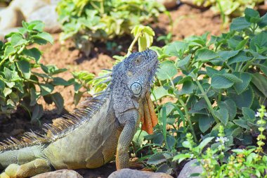 Vahşi Iguana beslenme bitki bir ot Bahçe Puerto Vallarta Meksika dışında bırakır. Ctenosaura pectinata, dikenli kuyruklu Meksika bilinen iguana ya da Meksika spinytail Iguana's orta büyüklükteki kertenkele Batı Meksika'ya endemik.