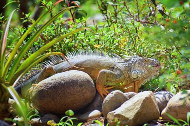 Vahşi Iguana beslenme bitki bir ot Bahçe Puerto Vallarta Meksika dışında bırakır. Ctenosaura pectinata, dikenli kuyruklu Meksika bilinen iguana ya da Meksika spinytail Iguana's orta büyüklükteki kertenkele Batı Meksika'ya endemik.