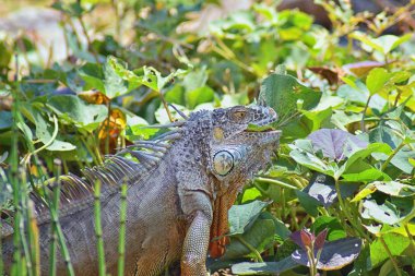 Vahşi Iguana beslenme bitki bir ot Bahçe Puerto Vallarta Meksika dışında bırakır. Ctenosaura pectinata, dikenli kuyruklu Meksika bilinen iguana ya da Meksika spinytail Iguana's orta büyüklükteki kertenkele Batı Meksika'ya endemik.