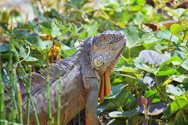 Vahşi Iguana beslenme bitki bir ot Bahçe Puerto Vallarta Meksika dışında bırakır. Ctenosaura pectinata, dikenli kuyruklu Meksika bilinen iguana ya da Meksika spinytail Iguana's orta büyüklükteki kertenkele Batı Meksika'ya endemik.