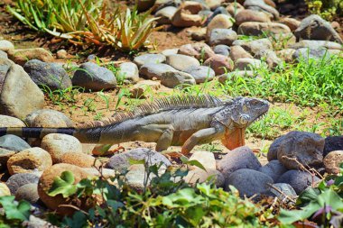 Vahşi Iguana beslenme bitki bir ot Bahçe Puerto Vallarta Meksika dışında bırakır. Ctenosaura pectinata, dikenli kuyruklu Meksika bilinen iguana ya da Meksika spinytail Iguana's orta büyüklükteki kertenkele Batı Meksika'ya endemik.