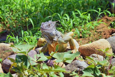 Vahşi Iguana beslenme bitki bir ot Bahçe Puerto Vallarta Meksika dışında bırakır. Ctenosaura pectinata, dikenli kuyruklu Meksika bilinen iguana ya da Meksika spinytail Iguana's orta büyüklükteki kertenkele Batı Meksika'ya endemik.