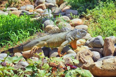 Vahşi Iguana beslenme bitki bir ot Bahçe Puerto Vallarta Meksika dışında bırakır. Ctenosaura pectinata, dikenli kuyruklu Meksika bilinen iguana ya da Meksika spinytail Iguana's orta büyüklükteki kertenkele Batı Meksika'ya endemik.