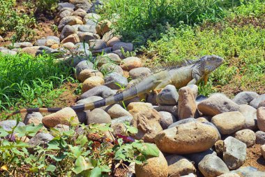Vahşi Iguana beslenme bitki bir ot Bahçe Puerto Vallarta Meksika dışında bırakır. Ctenosaura pectinata, dikenli kuyruklu Meksika bilinen iguana ya da Meksika spinytail Iguana's orta büyüklükteki kertenkele Batı Meksika'ya endemik.
