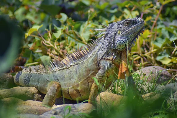 野生鬣蜥吃植物离开了一个香草花园在波多黎各的塔塔墨西哥 Ctenosaura 俗称墨西哥刺尾鬣蜥或墨西哥 Spinytail 是墨西哥西部的一种中等大小的蜥蜴 — 图库照片