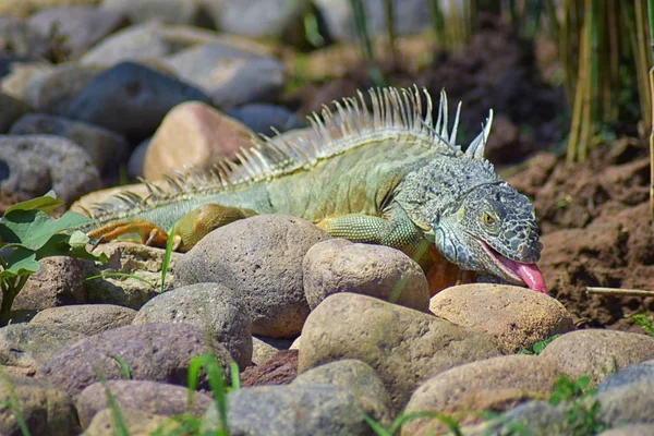 야생이 푸에르토 발라타 멕시코의 정원에서 Ctenosaura Pectinata 멕시코로 일반적으로 알려진이 — 스톡 사진