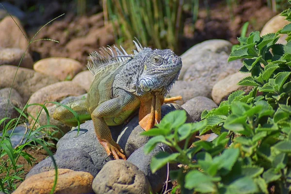 Vahşi Iguana beslenme bitki bir ot Bahçe Puerto Vallarta Meksika dışında bırakır. Ctenosaura pectinata, dikenli kuyruklu Meksika bilinen iguana ya da Meksika spinytail Iguana's orta büyüklükteki kertenkele Batı Meksika'ya endemik.