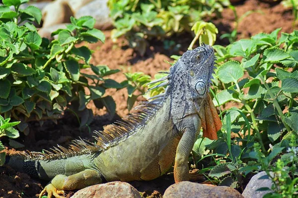 Iguana Silvestre Comiendo Hojas Plantas Jardín Hierbas Puerto Vallarta México — Foto de Stock