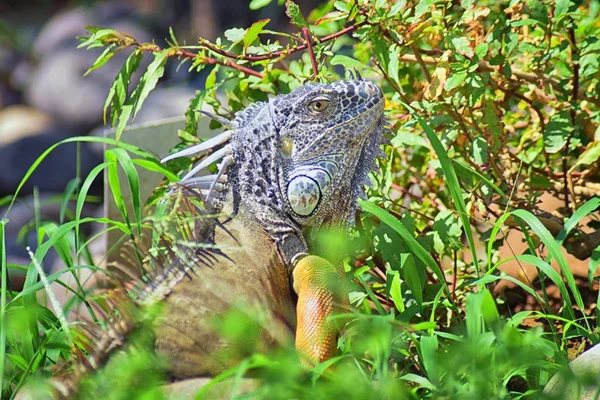 野生鬣蜥吃植物离开了一个香草花园在波多黎各的塔塔墨西哥 Ctenosaura 俗称墨西哥刺尾鬣蜥或墨西哥 Spinytail 是墨西哥西部的一种中等大小的蜥蜴 — 图库照片