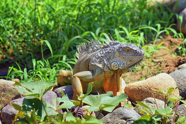 Vahşi Iguana beslenme bitki bir ot Bahçe Puerto Vallarta Meksika dışında bırakır. Ctenosaura pectinata, dikenli kuyruklu Meksika bilinen iguana ya da Meksika spinytail Iguana's orta büyüklükteki kertenkele Batı Meksika'ya endemik.