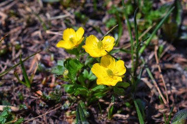 Rocky Dağları içinde Titcomb Havzası, Wyoming, Amerika Birleşik Devletleri rüzgar nehirler aralığında kar eritmek sonra yeşil yaprakları tarafından çevrili küçük kır çiçekleri, çiçek.