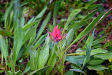 Rocky Dağları içinde Titcomb Havzası, Wyoming, Amerika Birleşik Devletleri rüzgar nehirler aralığında kar eritmek sonra yeşil yaprakları tarafından çevrili küçük kır çiçekleri, çiçek.