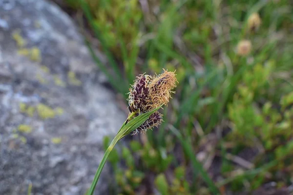 Små Blommor Omgiven Gröna Blad Blommar Efter Snön Smälta Intervallet — Stockfoto