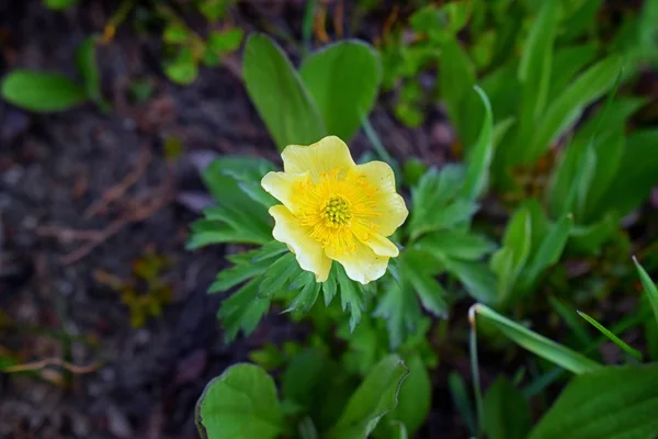 Kwiaty Małe Otoczony Przez Zielone Liście Kwitną Śniegu Topi Się — Zdjęcie stockowe