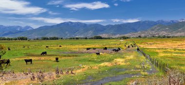 Birlikte uyum içinde Heber, Utah Wasatch açık Rocky Dağları arka boyunca bir kırsal çiftlik otlatma inek sürüsü. Amerika Birleşik Devletleri.
