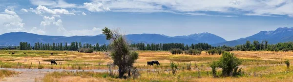 Manada Vacas Pastando Juntas Harmonia Uma Fazenda Rural Heber Utah — Fotografia de Stock