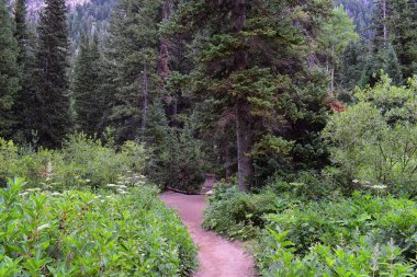 Rocky Dağları, Utah, Batı ABD için halka Falls'ta Wasatch büyük Cottonwood kanyonda yürüyüş parkurları dan dağ panoramik ön.