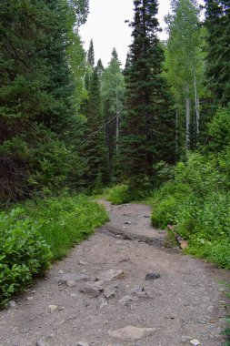 Rocky Dağları, Utah, Batı ABD için halka Falls'ta Wasatch büyük Cottonwood kanyonda yürüyüş parkurları dan dağ panoramik ön.