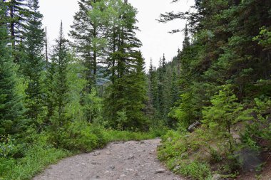 Rocky Dağları, Utah, Batı ABD için halka Falls'ta Wasatch büyük Cottonwood kanyonda yürüyüş parkurları dan dağ panoramik ön.