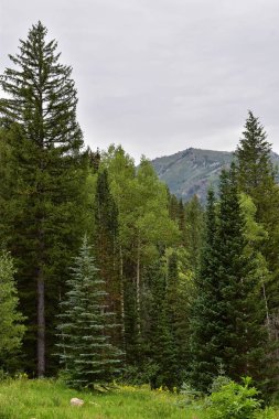 Rocky Dağları, Utah, Batı ABD için halka Falls'ta Wasatch büyük Cottonwood kanyonda yürüyüş parkurları dan dağ panoramik ön.